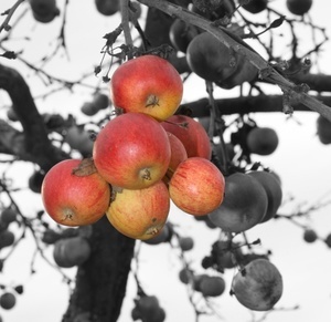 Äpfel Äpfel