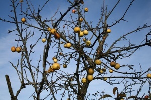 Äpfel Äpfel